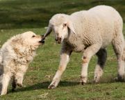  Magyar pásztorkutyák terelőversenyét rendezik meg az Ős-Dráva Látogatóközpontban