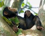Afrika majmainak létét fenyegethetik az olajpálma-ültetvények