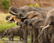 DNS-vizsgálatokkal azonosítottak három nagy elefántcsontcsempész-kartellt