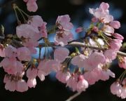 Váratlan cseresznyefa-virágzás kezdődött Japánban