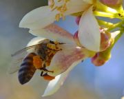 Felhő technológiával dolgoznak a vészesen fogyatkozó méhpopulációk megmentésén