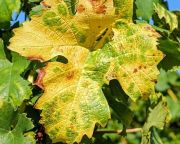   A szőlő aranyszínű sárgaság fertőzése miatt növény-egészségügyi zárlatot rendeltek el Pécsen