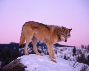Visszatérnek a „magányos farkasok”?