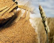 FAO: több mint kétéves mélyponton a világpiaci élelmiszerárak novemberben