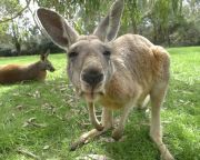 Az eddig véltnél 10 millió évvel korábban váltottak ugró mozgásmódra a kenguruk