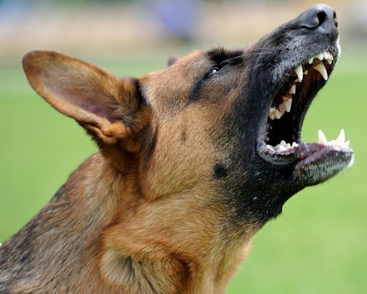 Csaknem 200 állatfajra jelentenek súlyos fenyegetést a kutyák