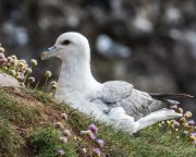 Műanyagból származó adalékanyagot találtak északi-sarkvidéki madár tojásaiban