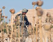 A NATO csapatai számolják fel az afganisztáni ópiummák ültetvényeket