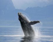 Emlékezetükre hagyatkozva térnek vissza tápláléklelőhelyekre a kék bálnák