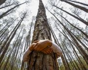 Ne a fát döntsd, a rekordot! - faölelés az Erdők Világnapján
