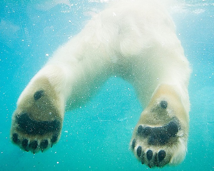 Szokatlan hőség van Moszkvában, jégbe töltött táplálékkal etetik a jegesmedvéket