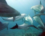 Cousteau a cetbörtönben tartott fehér és kardszárnyú delfinek elengedését kérte Putyintól