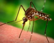 Katasztrófavédelem: több mint 100 ezer hektáron folytatódik a szúnyogirtás