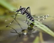 A szúnyogok szaporodását gátló módszert fejlesztettek ki kínai tudósok