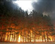 Egy évszázadra lesz szükség a leégett szibériai erdők regenerálódásához