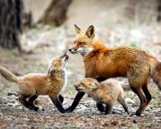 Nébih: októberben ismét vakcinázzák veszettség ellen a rókákat