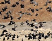 Mintegy hárommilliárd észak-amerikai madár tűnt el 1970 óta