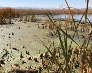 Világszerte súlyosbodik az édesvízi tavakat érintő nyári algavirágzás