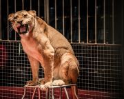 Novembertől nem szerepelhetnek vadállatok a szlovákiai cirkuszokban
