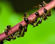 Sokat tanulhatunk a hangyáktól a közlekedési dugókról