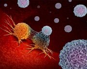 Új immunológiai felfedezés lehet az alapja egy új rákterápiának