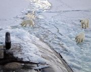 Összeírják a jegesmedvéket Oroszországban