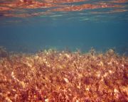 A víz alatti erdők genetikai sokféleségére jelenthetnek fenyegetést az óceáni hőhullámok