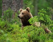 Medvék nyomait kereshetik a turisták Füzér környékén