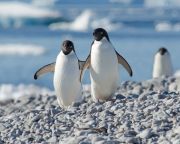 Az óceánok melegedésével a tengeri állatok a sarkvidékek felé vonulnak