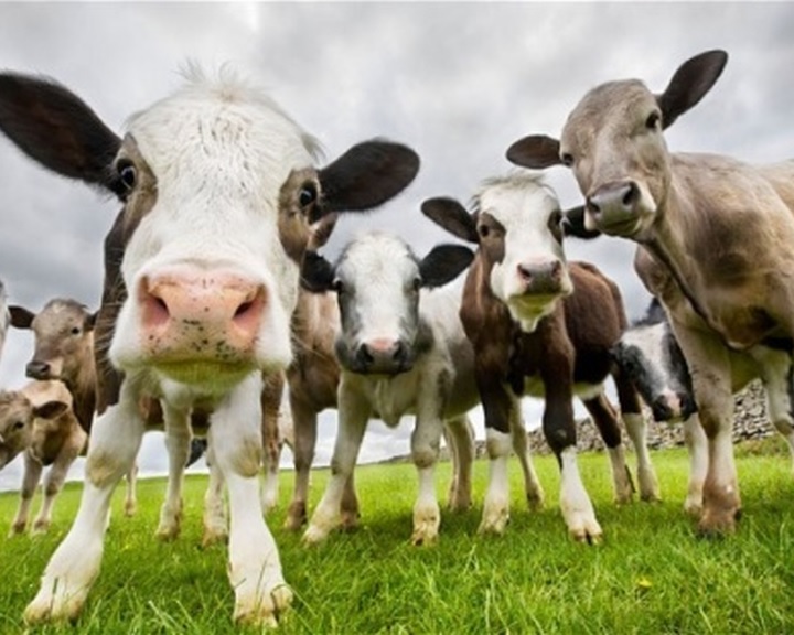 Május 15-ig kell nyilatkozniuk a több tartási hellyel rendelkező állattartóknak