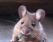 Először bizonyították, hogy érzelmeket fejez ki az egerek arca