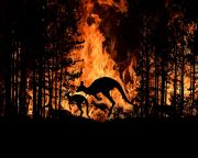 Az őserdők irtása súlyosbította az ausztrál bozóttüzek hatását
