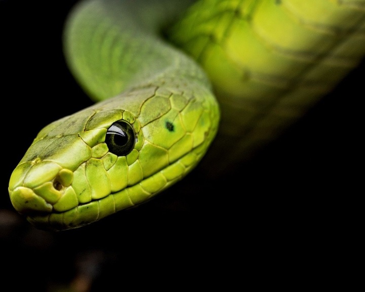 A kígyók hőlátó képessége segítheti a retina gyógyítását | borsodjobs.hu