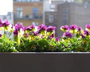 Meghosszabbították a Virágos balkonok, virágos kertek verseny nevezési határidejét