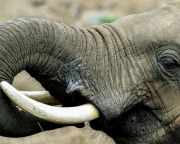 Csökken az afrikai elefántagyar és az orrszarvútülök iránti kereslet