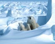 A jegesmedvék vesztét okozhatja a klímaváltozás a század végére