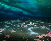 Először fedeztek fel aktív metánszivárgást az Antarktiszon