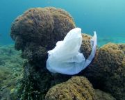 A vízfelszínt tisztító technológiák nem jelentenek megoldást az óceánokban úszó műanyag problémájára