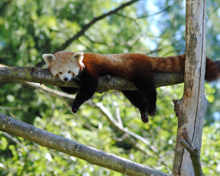 Közösségi finanszírozásból épülhet meg a vörös pandák kifutója a Pécsi Állatkertben