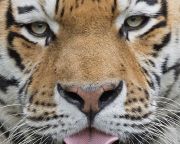 A kihalás fenyegette szumátrai tigrisek egy példányát találták meg csapdába esve