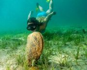 A sonkakagyló kihalása miatt aggódnak a horvát tengerbiológusok
