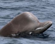 Kiterelik a bálnákat egy skóciai tengeröbölből a nagyszabású hadgyakorlat idejére