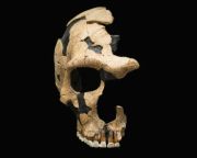 Faji háborúkban győztük le a neandervölgyieket