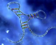 Szimuláció segítségével bizonyították a kromoszómák keletkezésének elméletét