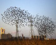 Nemzetközi programmal védik a madarakat a nagyfeszültségű távvezetékek által okozott balesetektől