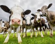 AM: meghosszabbodik a szarvasmarha tej-állatjóléti felhívás kötelezettségvállalási időszaka