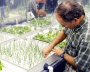 Környezetbarát növénytermesztési eljárás automatizálásán dolgoznak a SZTAKI kutatói