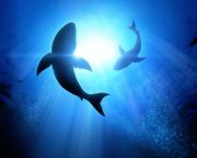 Nagyon kevés cápatámadás történt 2020-ban, de a korábbinál több volt a halálos kimenetelű