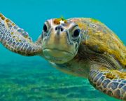Beteg tengeri teknősök bukkannak fel Florida partjain