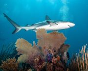 Harminckilenc cápa- és rájafajnak romlott a természetvédelmi besorolása 